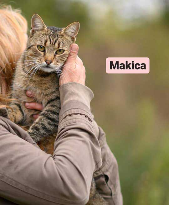 Makica cat