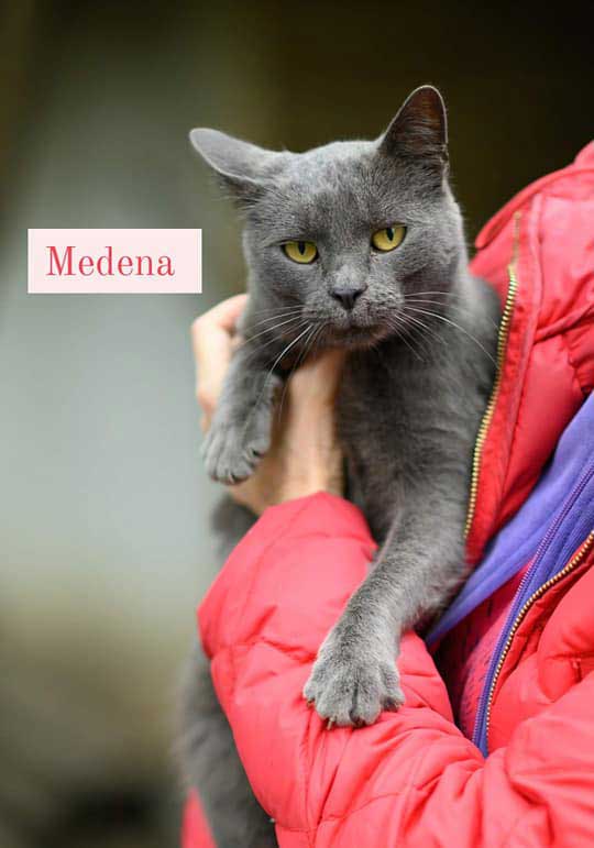 Medena cat