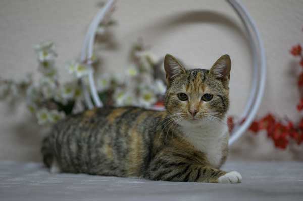Rajna cat