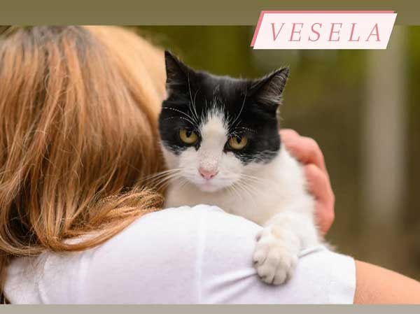 Vesela cat