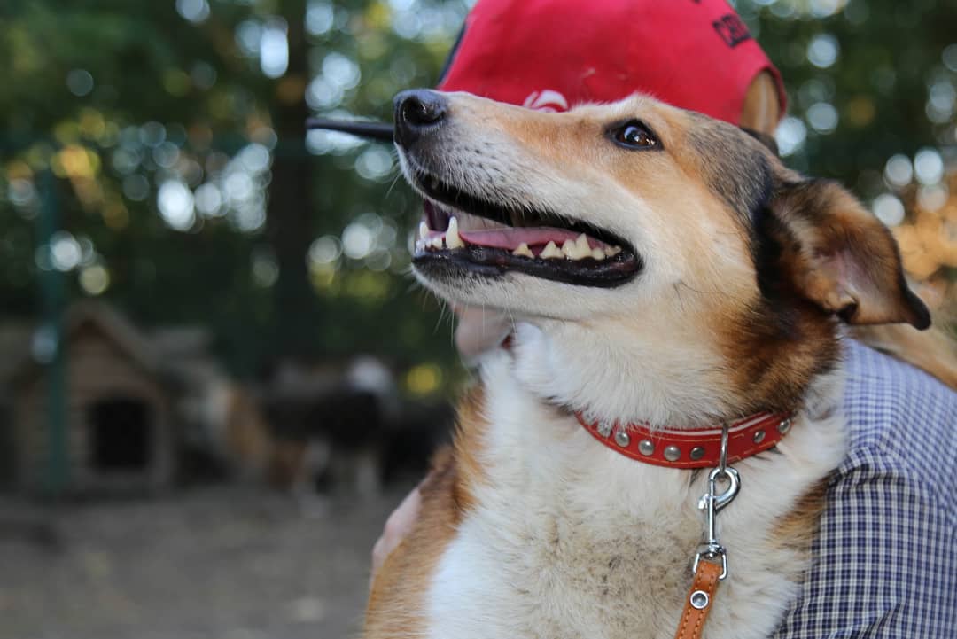 Alisa dog