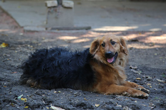 Lina dog